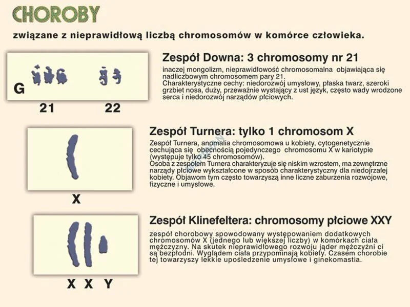 Podstawy genetyki - rabatowy komplet 5 plansz dydaktycznych - zdjęcie 5