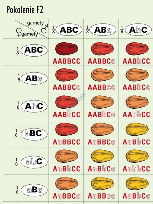 Podstawy genetyki - rabatowy komplet 5 plansz dydaktycznych - zdjęcie 7