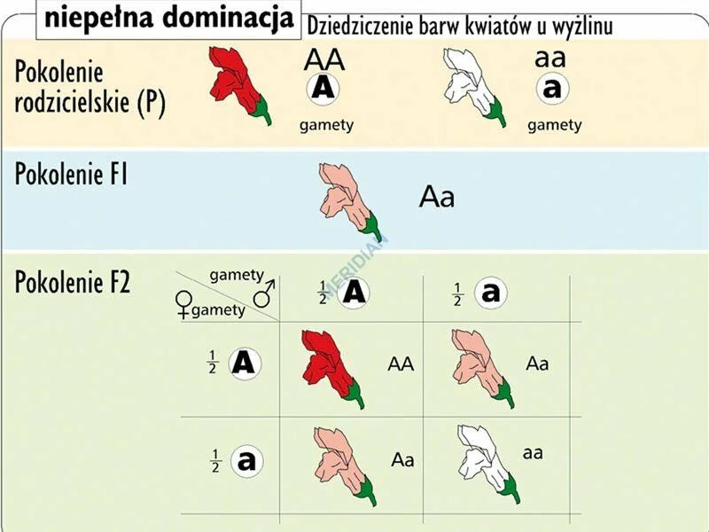 Podstawy genetyki - rabatowy komplet 5 plansz dydaktycznych - zdjęcie 9