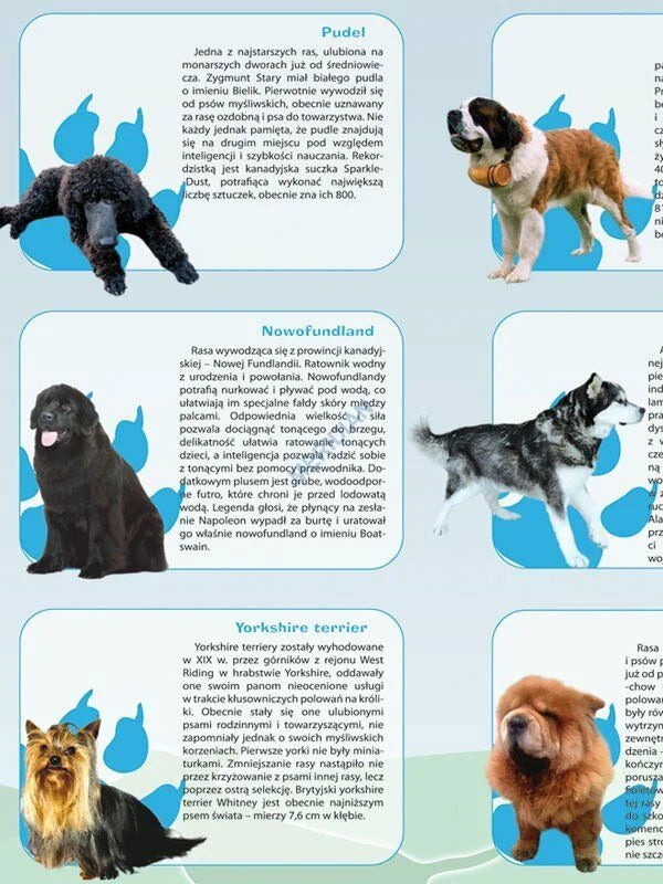 Rasy psów - plansza dydaktyczna - zdjęcie 2