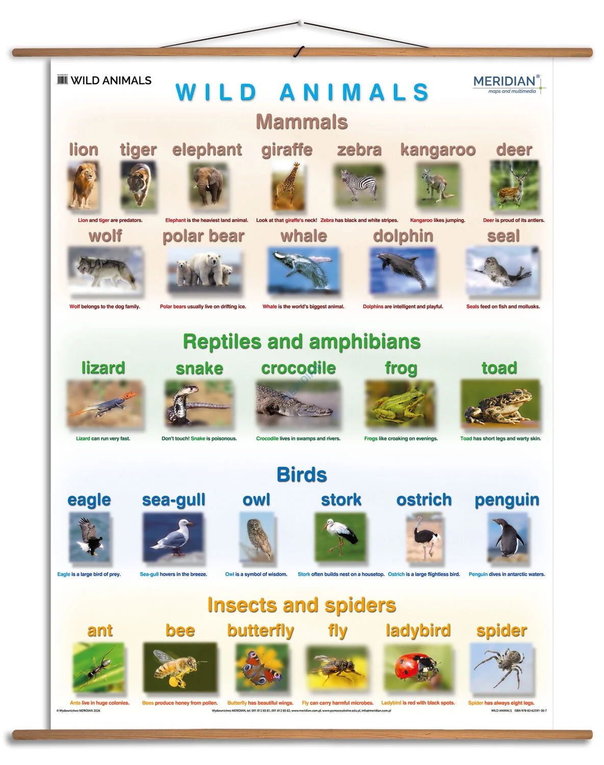 Wild animals - plansza dydaktyczna w języku angielskim