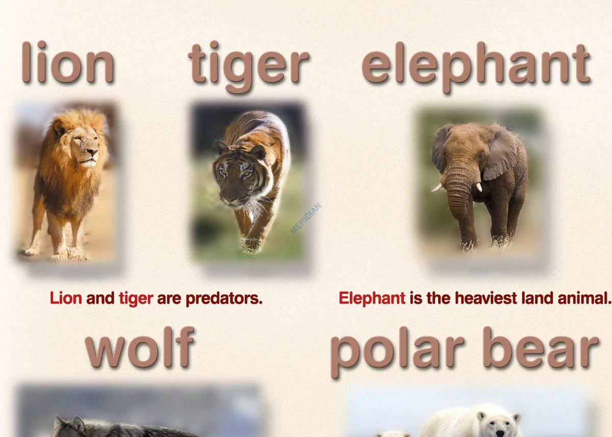 Wild animals - plansza dydaktyczna w języku angielskim - zdjęcie 2