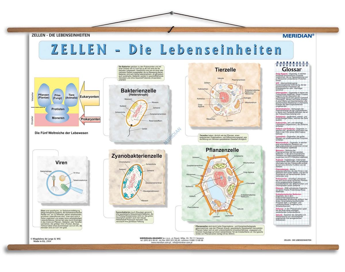 Zellen die Lebenseinheiten - plansza dydaktyczna w języku niemieckim