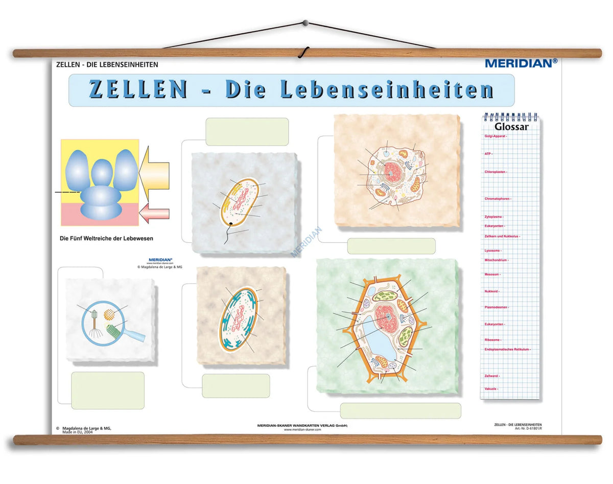 Zellen die Lebenseinheiten Übungsseite - plansza dydaktyczna w języku niemieckim