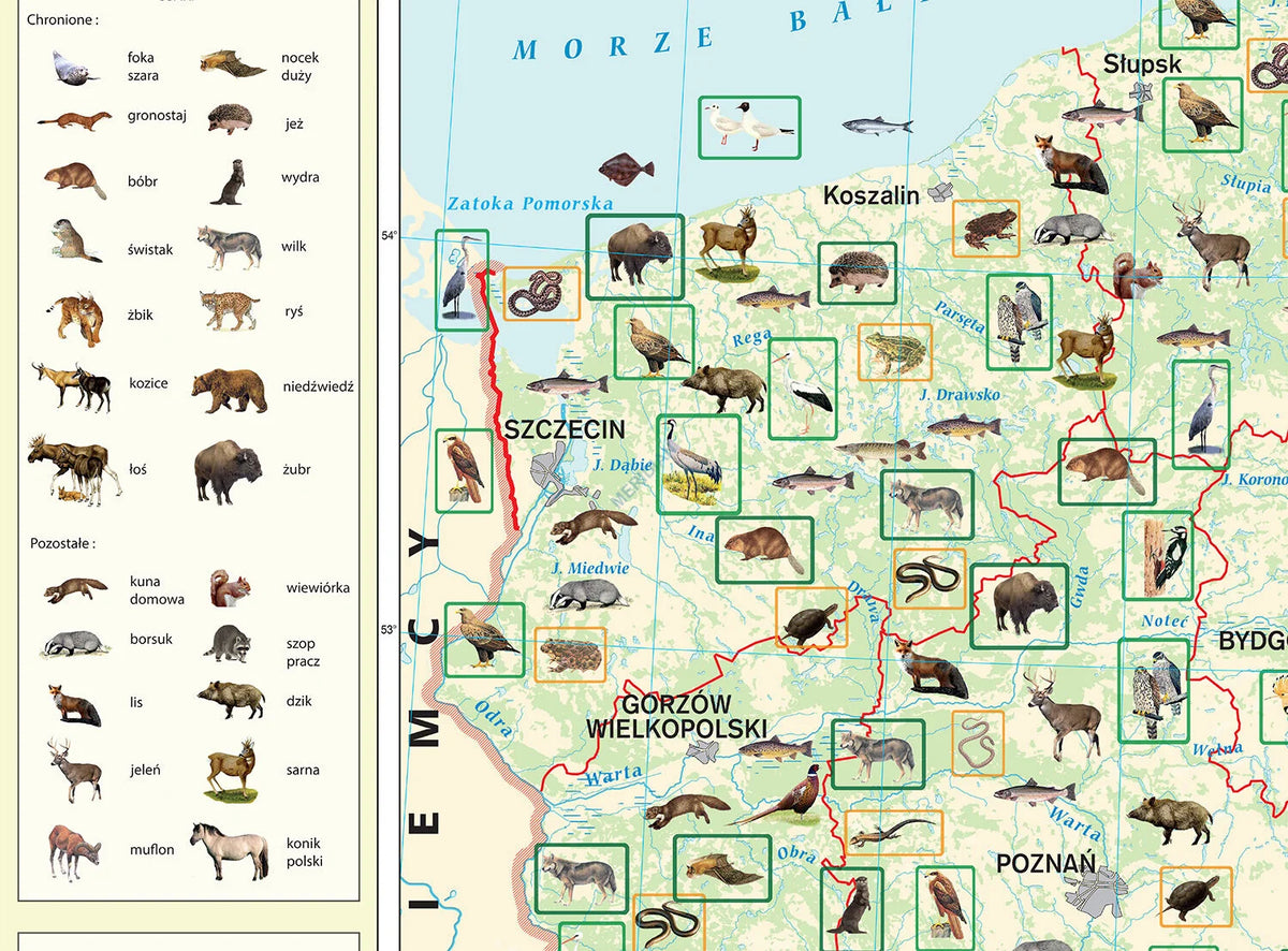 Zoogeografia Polski - mapa ścienna - zdjęcie 3