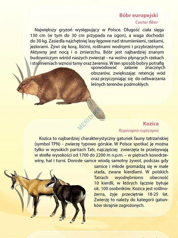 Zwierzęta chronione w Polsce - plansza dydaktyczna - zdjęcie 2